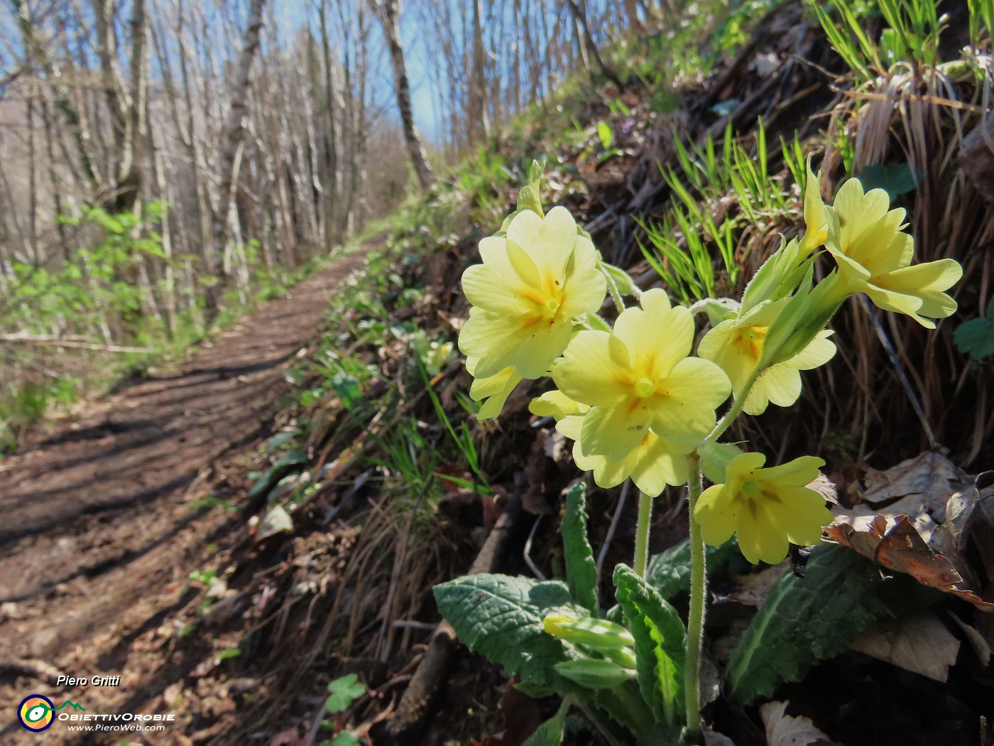 33 Primula vulgaris (Primula comune).JPG